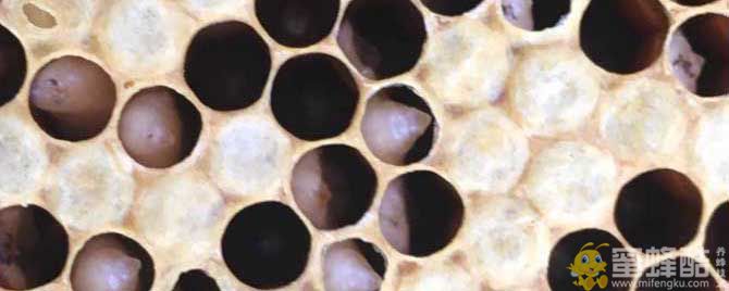 中蜂有卵有虫不见封盖怎么回事？(图1)