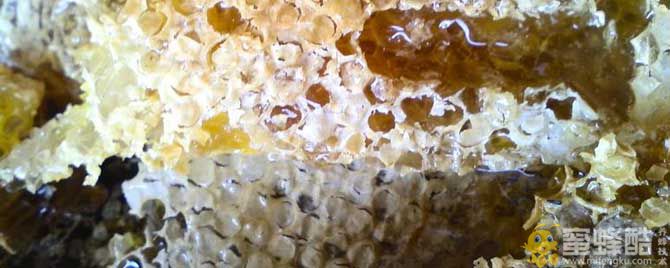 什么季节有蜂巢蜜？