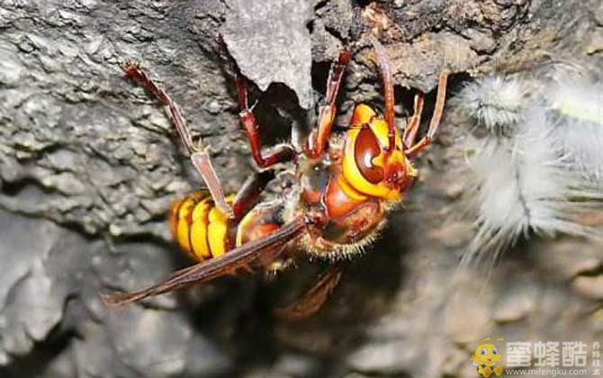 金环胡蜂蜂王和工蜂的区别(图1)