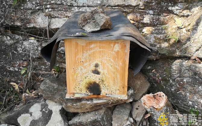 野外蜜蜂怎样诱入箱 诱蜂箱能诱到几公里的蜜蜂？(图1)