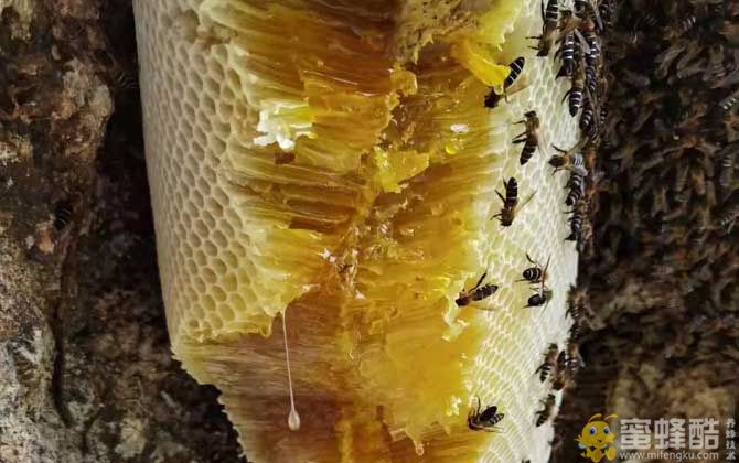岩蜂蜜一般多少钱一斤？崖蜂蜜的禁忌人群(图1)