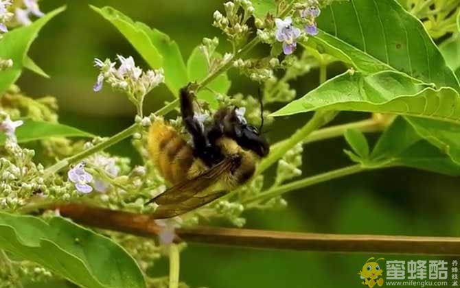 竹蜂图片：竹蜂会主动攻击人吗？被竹蜂蛰了会自己好吗？