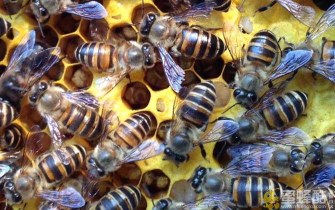 中蜂/意蜂：养20箱蜜蜂利润有多少？(图2)