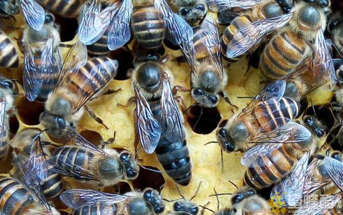 中蜂/意蜂：养20箱蜜蜂利润有多少？(图3)