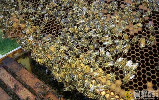 养蜂行业前景如何？养蜂行业为什么不被看好？(图2)