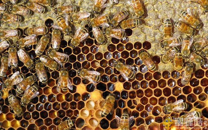 养蜂行业前景如何？养蜂行业为什么不被看好？(图3)