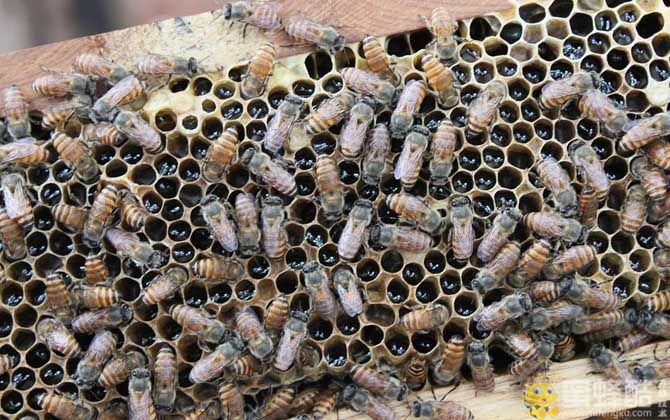 养殖蜜蜂为什么难赚到钱？(图4)