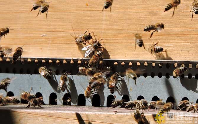 养殖蜜蜂为什么难赚到钱？(图2)