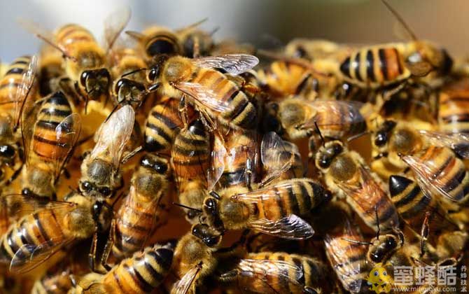 蜜蜂养殖有发展前景吗？(图1)