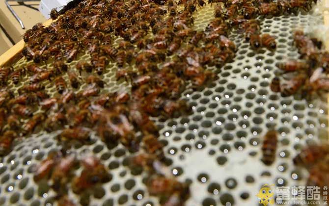 蜜蜂养殖有发展前景吗？(图2)
