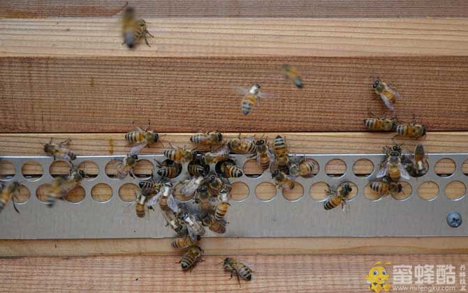 蜜蜂养殖有发展前景吗？(图3)