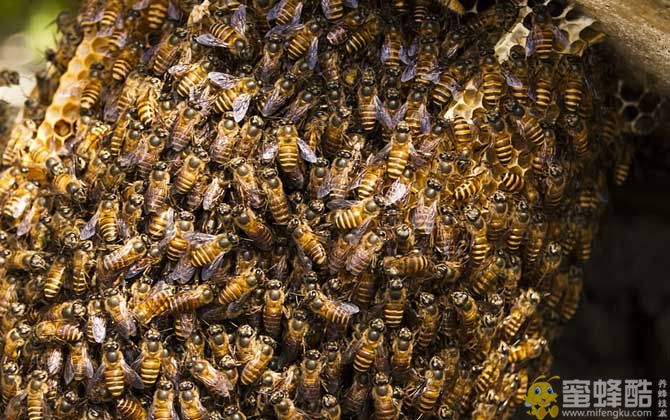 蜜蜂养殖有发展前景吗？(图4)