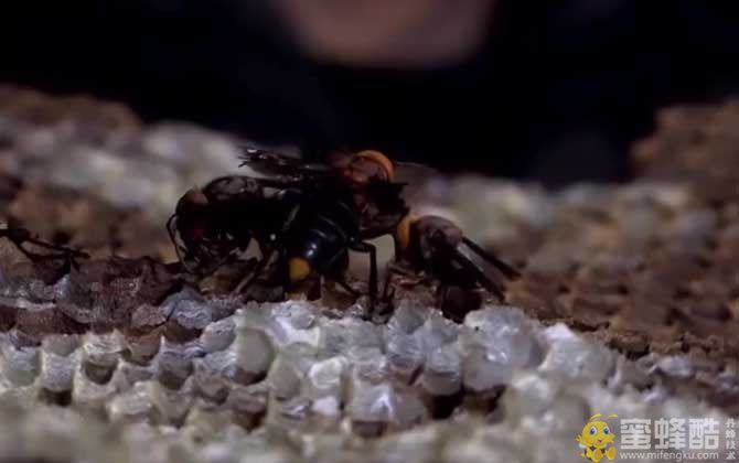 地雷蜂学名叫什么蜂？常见蜜蜂的种类生活习性(图3)