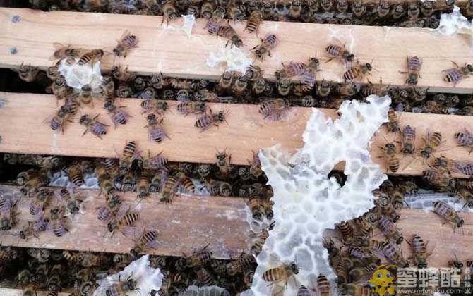 中华蜜蜂是国家几级保护动物？中蜂什么品种最好(图1)