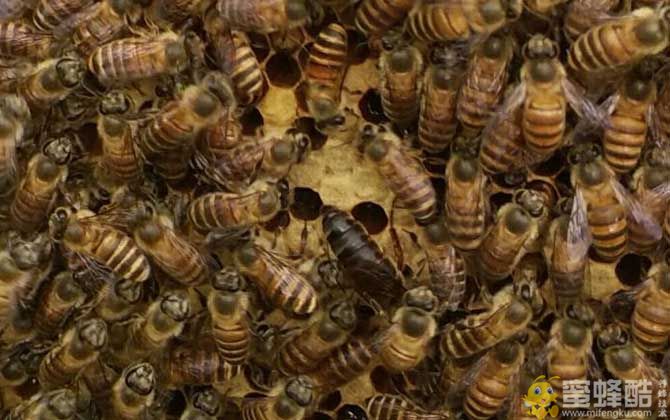 正宗阿坝中蜂蜂王多少钱一只? 产蜜最强的中蜂品种(图1)