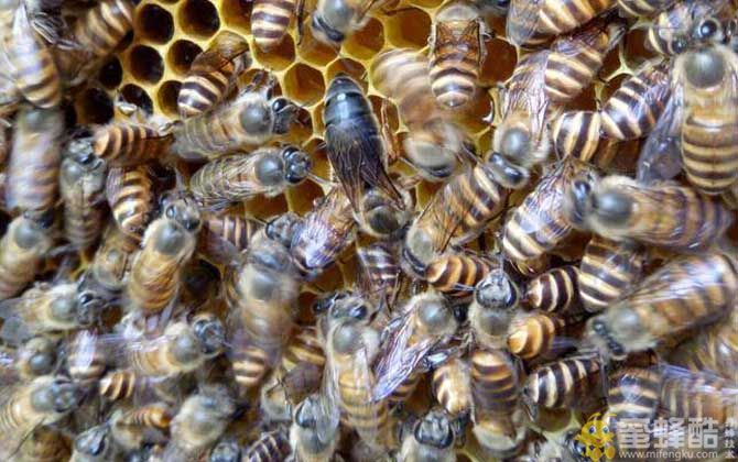 四川养蜂最好的蜂种阿坝杂交中蜂的优点和缺点  (图1)