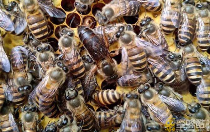 产蜜最强的中蜂品种 阿坝中蜂和普通中蜂的区别