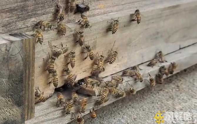 新手养蜂要先学会的六大养殖技术