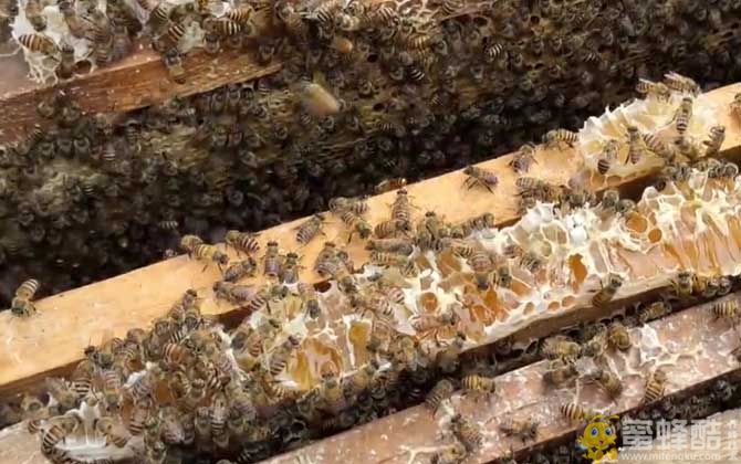新手如何在家养好蜜蜂的五大技巧