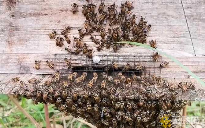 初次养蜂要注意什么?初学养蜂步骤及方法