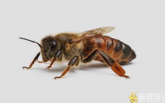西方蜜蜂：突尼斯蜂的品种有哪些
