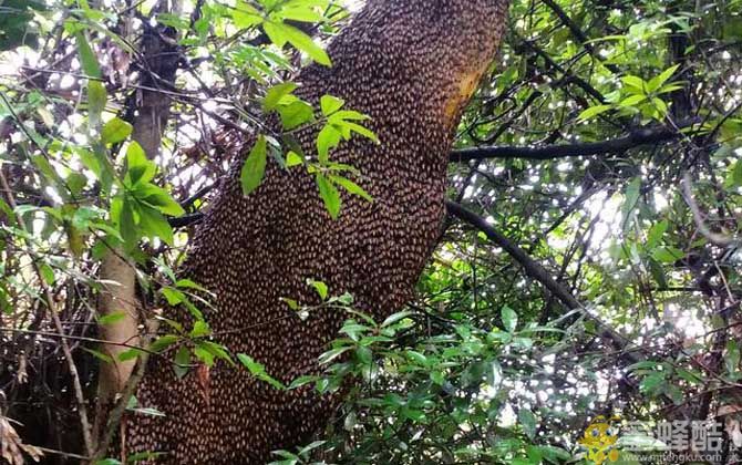 巨型蜜蜂：大蜜蜂的形态特征及生活习性  大蜜蜂是什么品种?