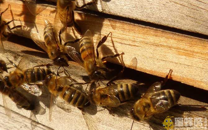 蜜蜂大肚病怎样引起？蜜蜂涨肚子的防治方法(图1)