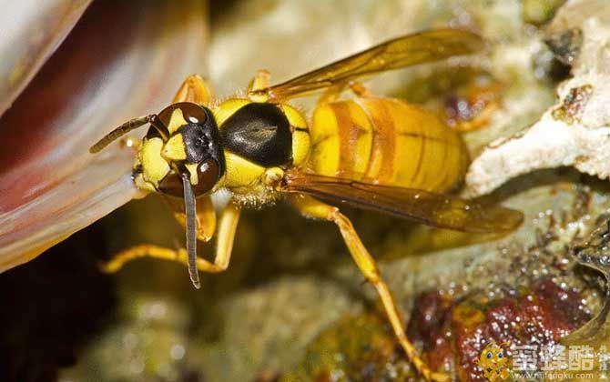 十大最厉害的蜂，黑盾胡蜂有什么作用？