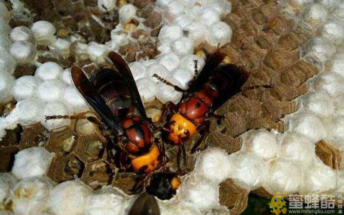大黑土蜂图片：红娘大黑蜂的养殖方法(图1)