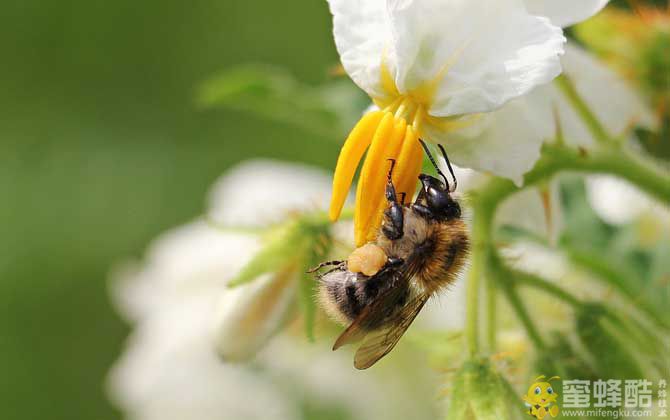 养50箱蜜蜂能挣多少钱？(图1)