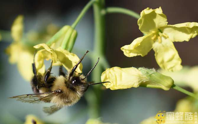 养50箱蜜蜂能挣多少钱？(图4)