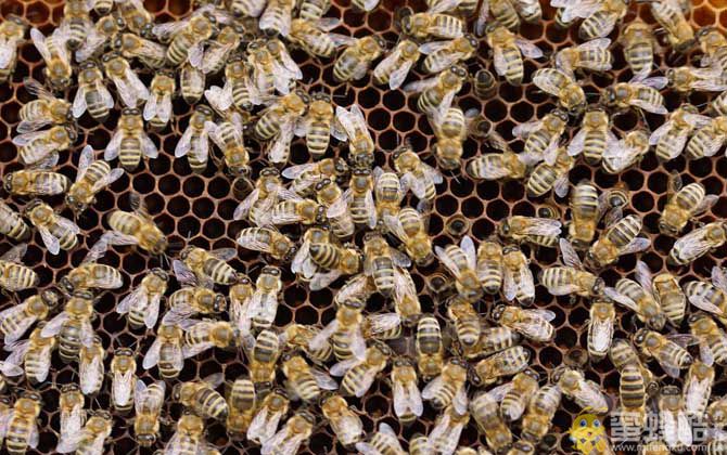 我国有多少群蜜蜂？我国饲养哪些蜂种？(图1)