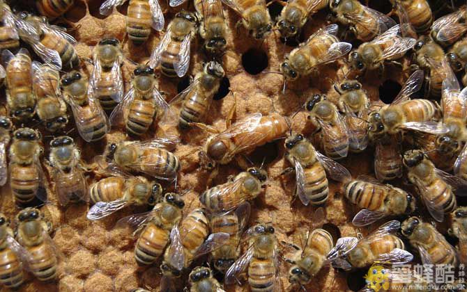 我国有多少群蜜蜂？我国饲养哪些蜂种？(图3)