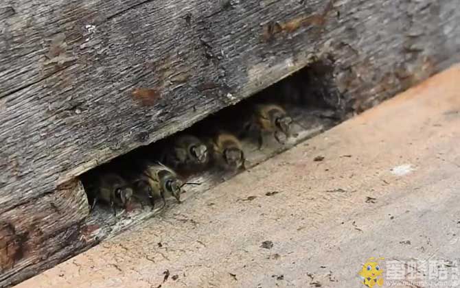 新蜂箱怎样才能引来蜜蜂？(图3)