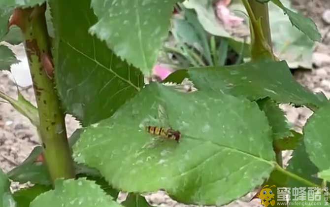 切叶蜂的特点和生活特征(图2)