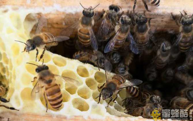 蜜蜂病虫害预防与治疗技术(图5)