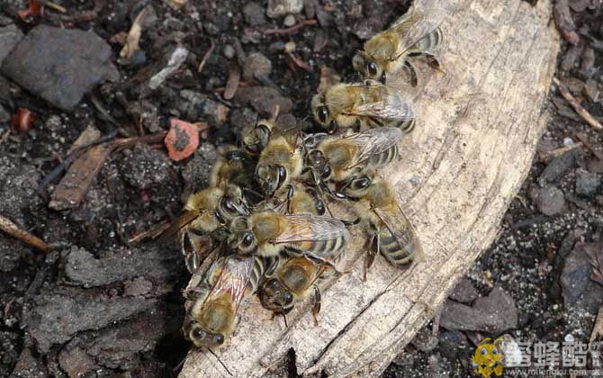 蜜蜂大肚病用什么药效果最好？(图4)