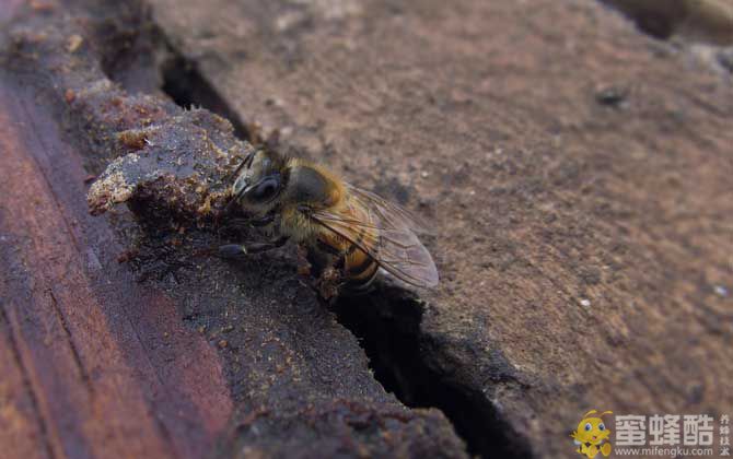 蜜蜂大肚病用什么药效果最好？(图5)