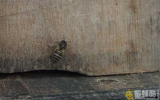 空蜂箱怎么引来野生蜜蜂？(图3)