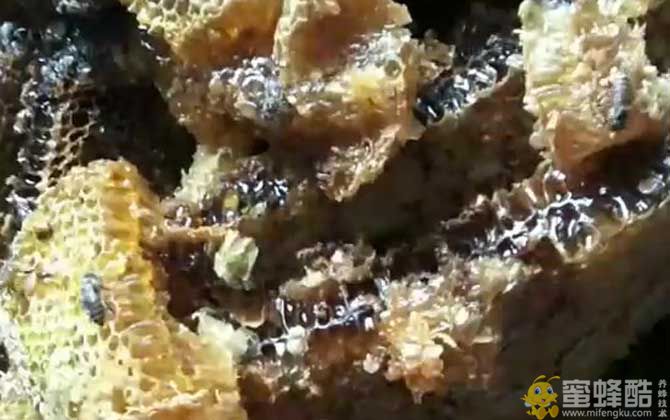 土蜂蜜的作用与功效及食用方法(图9)