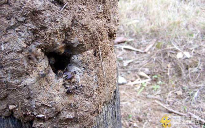 野生蜜蜂怎样抓回家养？一定要抓到蜂王，没有蜂王很难养活！(图3)