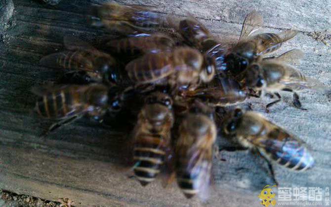 蜜蜂打架不难处理，关键是要找出原因，“对症下药”不要太简单！(图1)