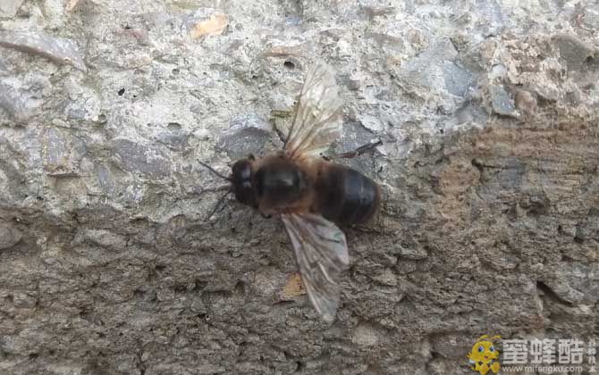 雄蜂的寿命并不短，但多数雄蜂都短命，这5种死法，一种比一种惨！(图1)