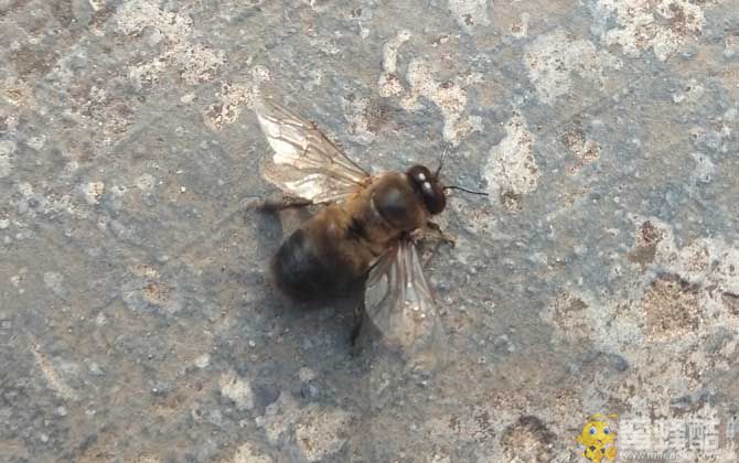 雄蜂的寿命并不短，但多数雄蜂都短命，这5种死法，一种比一种惨！(图5)