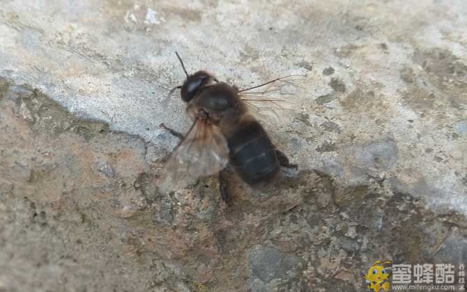 雄蜂的寿命并不短，但多数雄蜂都短命，这5种死法，一种比一种惨！(图3)