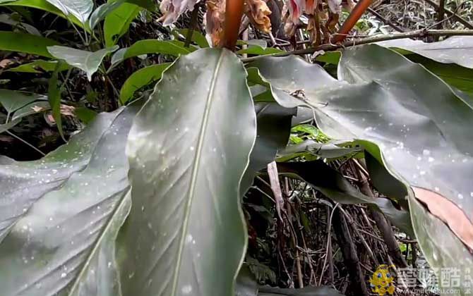 山姜是什么植物？(图4)