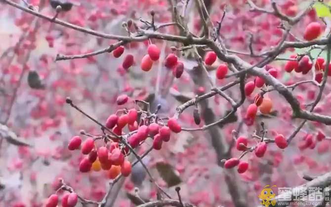 茱萸是什么植物？(图4)