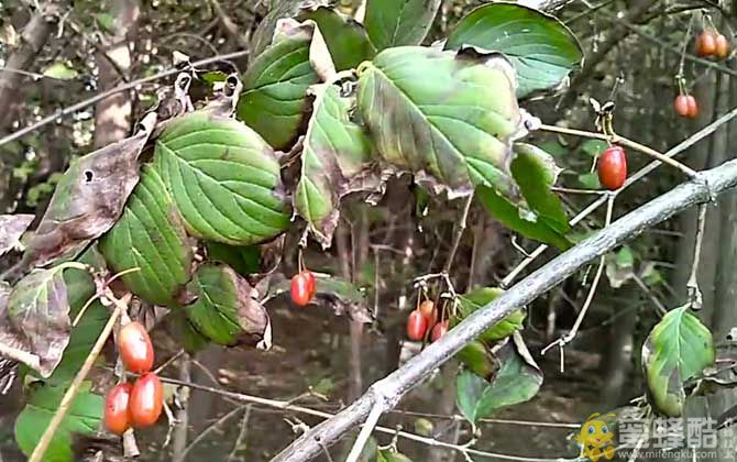 茱萸是什么植物？(图5)