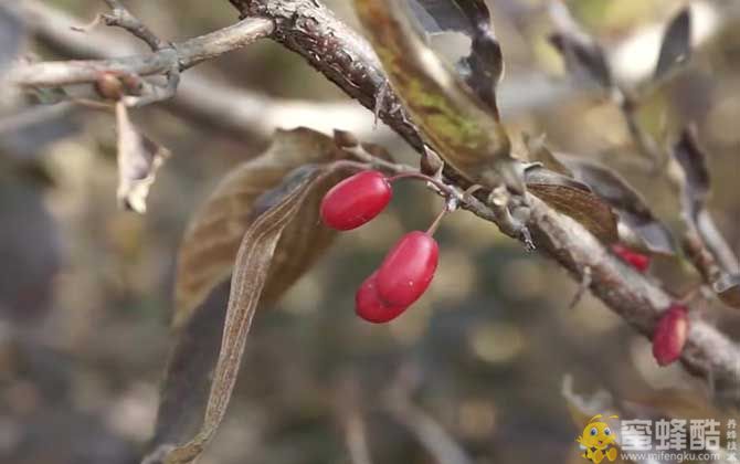 茱萸的拼音怎么读？(图1)