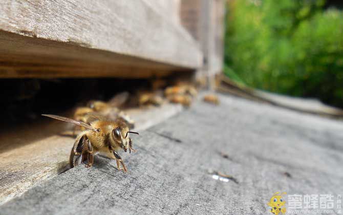 蜜蜂养殖技术及注意事项(图3)